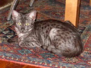 Cleo_Kinderstube_Foto2