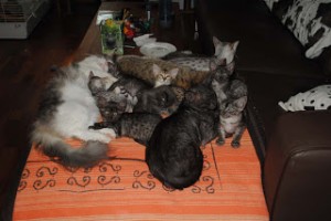 Abendliche Kuschelstunde bei Regenwetter mit meinen Mau-Freunden ...