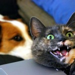 Quelle: http://imgur.com/user/Akslfak