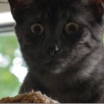 Post-35_Foto-2_thumb